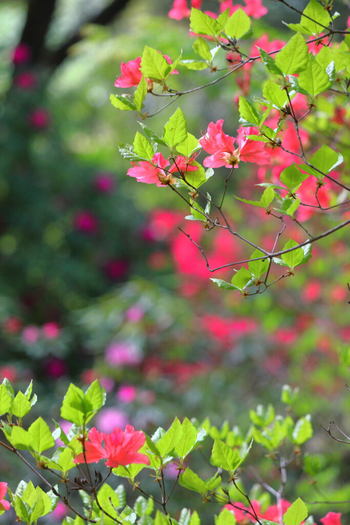 石楠花の森 (法華岳) - ②