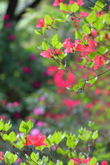 石楠花の森 (法華岳) - ②