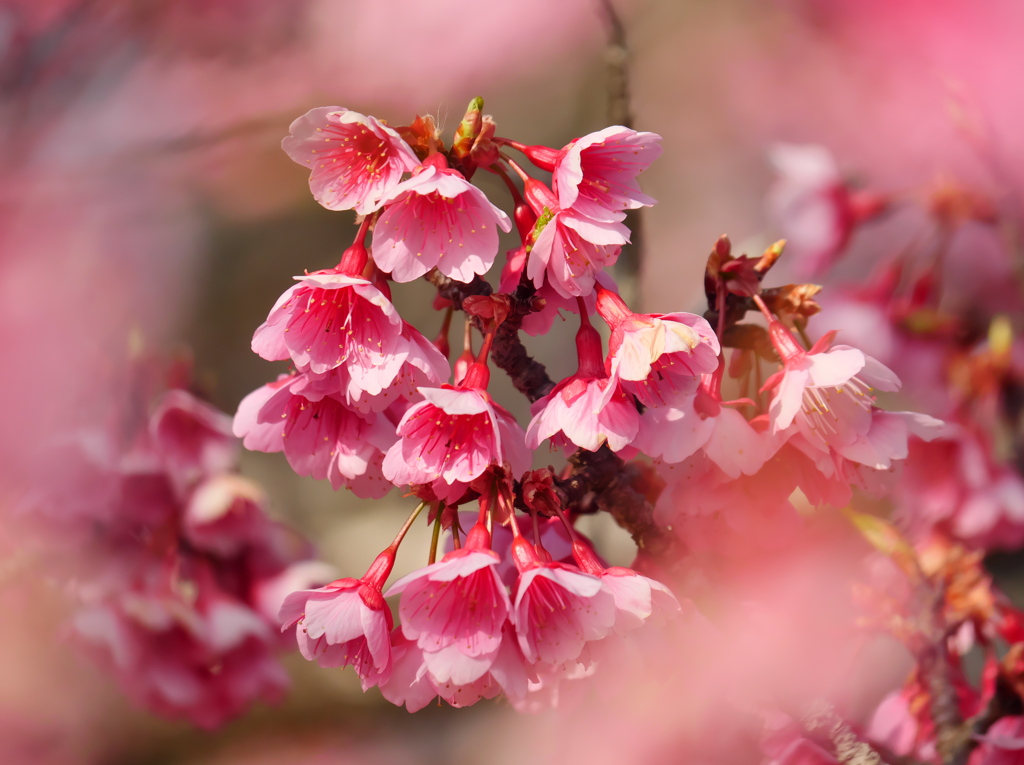 寒緋桜