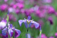 花菖蒲  - ②