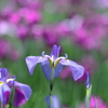 花菖蒲  - ②