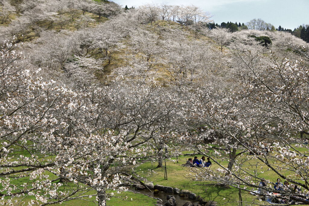 観音池の桜 - ②
