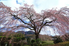 枝垂れ桜 (原田家)
