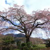 枝垂れ桜 (原田家)