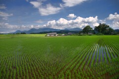 霧島春夏秋冬 (田植えの頃)