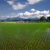霧島春夏秋冬 (田植えの頃)