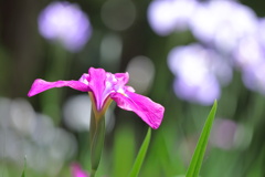 花菖蒲 (市民の森) - ②