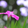 花菖蒲 (市民の森) - ②