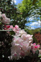 石楠花の森 (法華岳) - ⑧