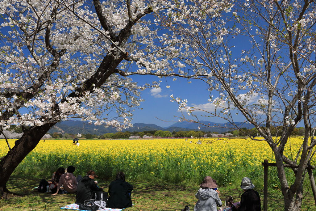 満開の桜 (西都原) - ①