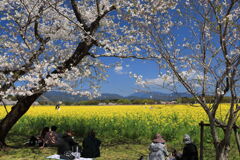 満開の桜 (西都原) - ①