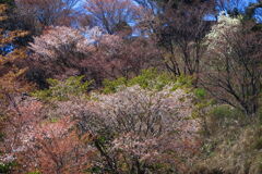  山桜 (北郷) - ③