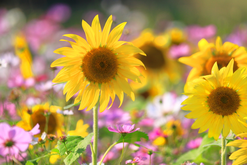 秋の向日葵 - ③