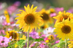 秋の向日葵 - ③