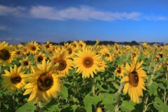 秋の向日葵 - ②