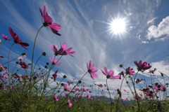 秋桜 (国道220号線) - ②