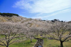 観音池の桜 - ③