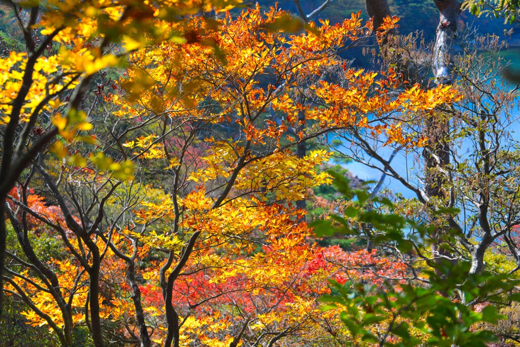 霧島春夏秋冬 (楓の煌き) - ⑥