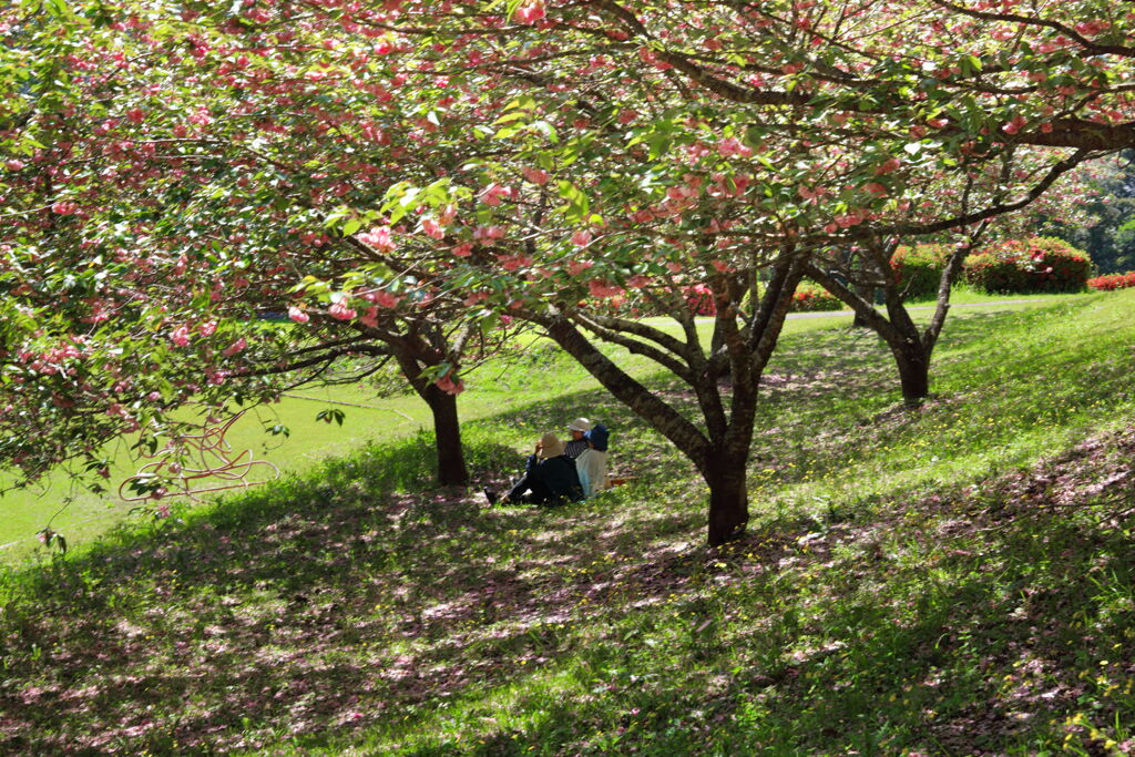 八重桜 (椎八重公園) - ②
