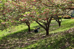 八重桜 (椎八重公園) - ②