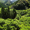 帽子のような木