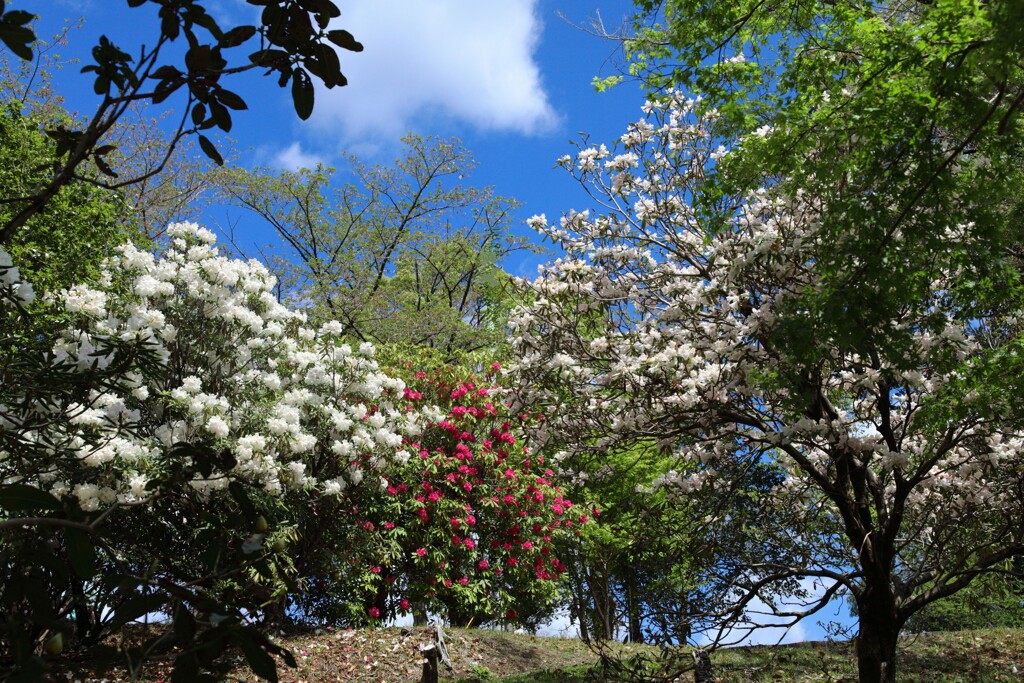 石楠花の森 (法華岳) - ③