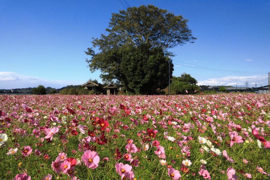 地蔵堂の秋桜  - ②