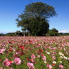 地蔵堂の秋桜  - ②