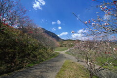花桃咲く山里 - ⑥