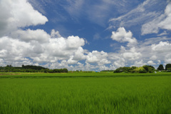 夏の水田