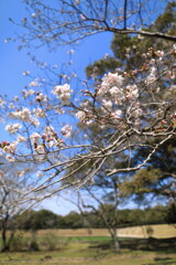 さくら咲く