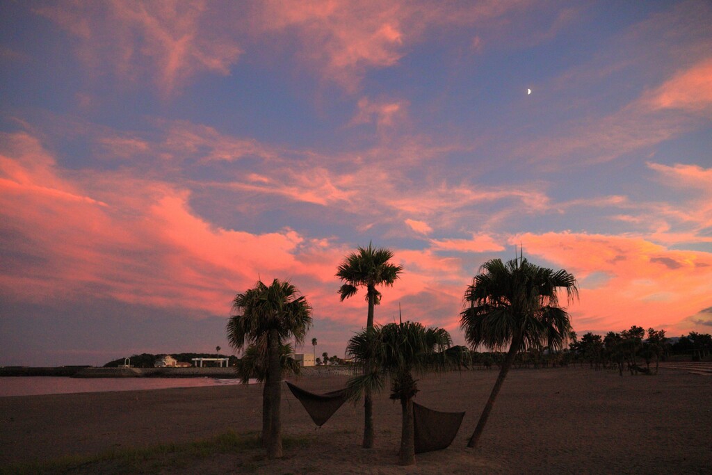 椰子の夕暮れ - ①
