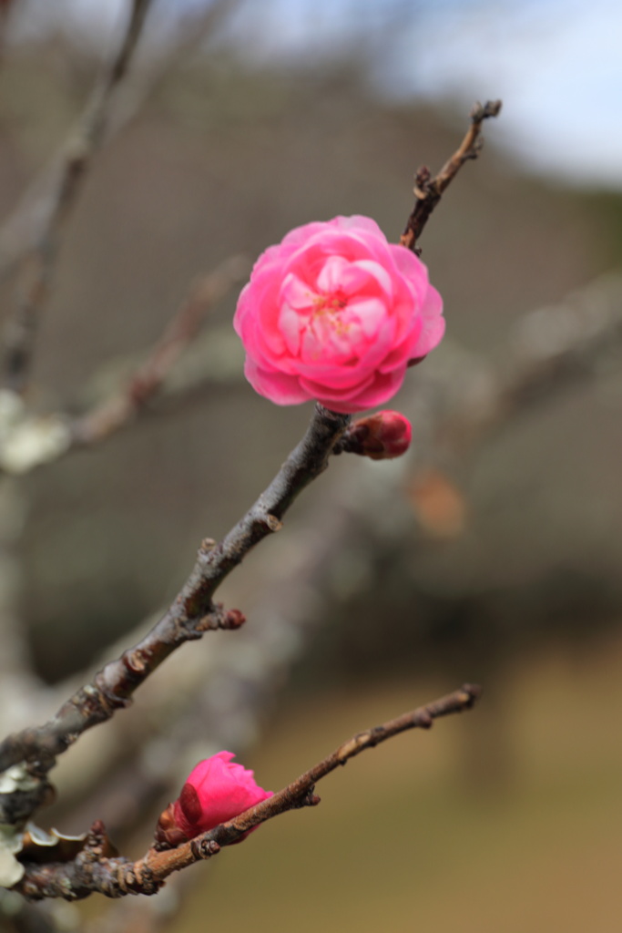 咲き始めた紅梅