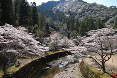 小川川の桜 - ③