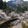 小川川の桜 - ③