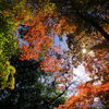 紅葉の森 -②