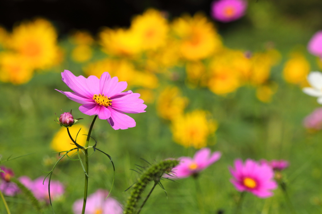 農道の秋桜 (コスモスロード) - ③