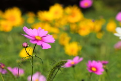 農道の秋桜 (コスモスロード) - ③