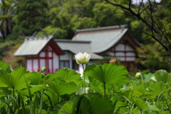 水沼神社 (湖水が池) - ②