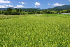稲穂 (旭村地区)  - ①
