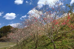 花桃咲く山里 - ⑤