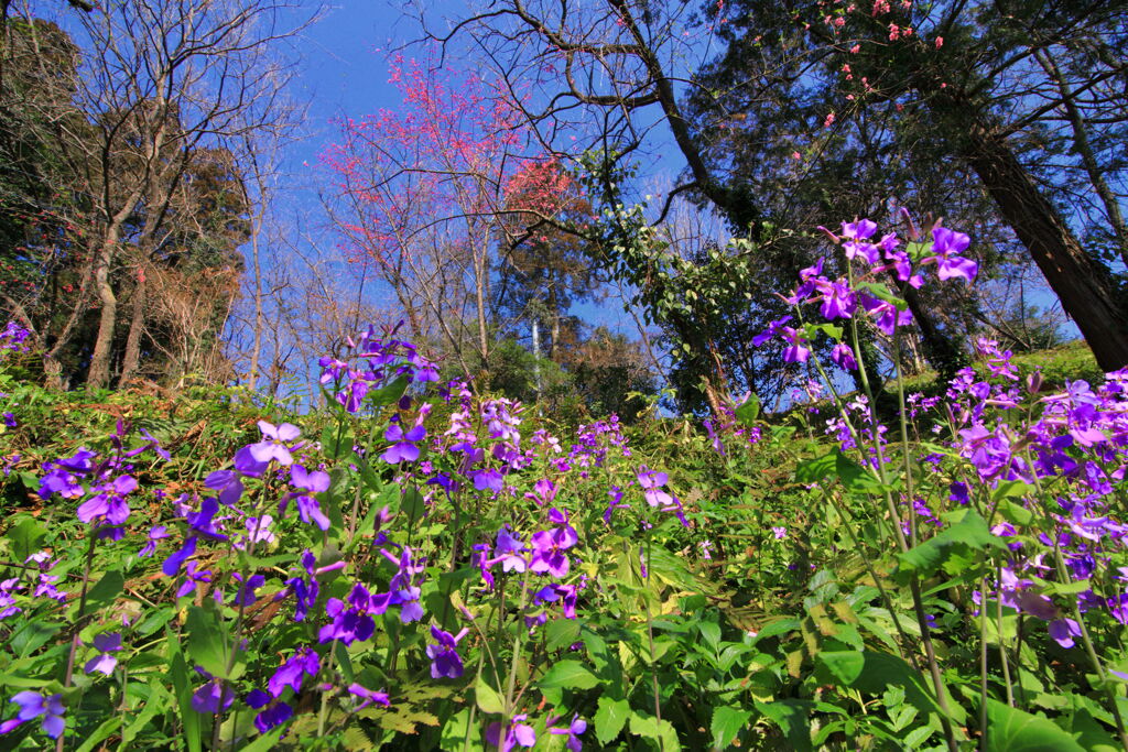 桜・桃・紫大根花 (綾) - ②