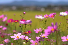 農道の秋桜 (コスモスロード) - ④