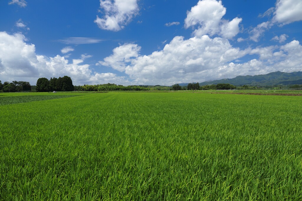 梅雨の晴れ間の農村 (水田)
