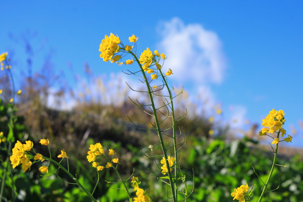 菜の花 - ②
