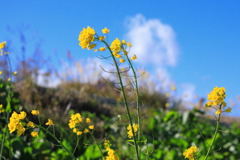 菜の花 - ②