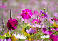 休耕田の花畑 - ②