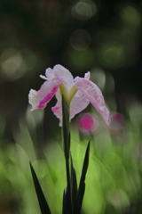 花菖蒲 (市民の森) - ①