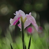 花菖蒲 (市民の森) - ①