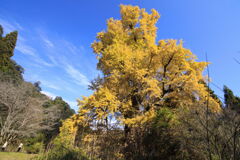大銀杏 (去川地区) - ④